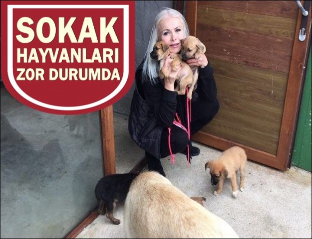 SOKAK HAYVANLARINA SAHİP ÇIKALIM